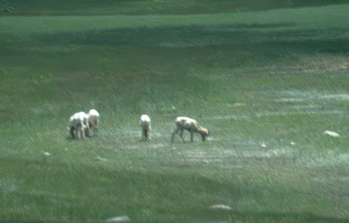 sheep herd alps Vintage A4 Photo Print
