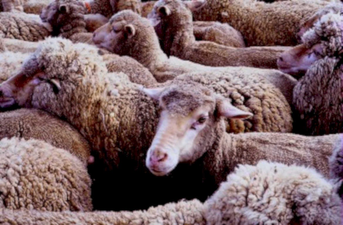 sheep herd pasture1980s 1990s A4 Photo Print
