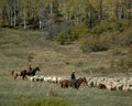 sheep herding autumn1980s 1990s A4 Photo Print