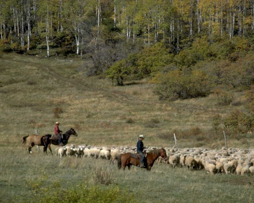 sheep herding autumn1980s 1990s A4 Photo Print
