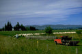sheep herding nz 1980s 1990s A4 Photo Print