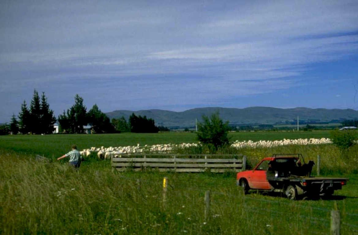 sheep herding nz 1980s 1990s A4 Photo Print