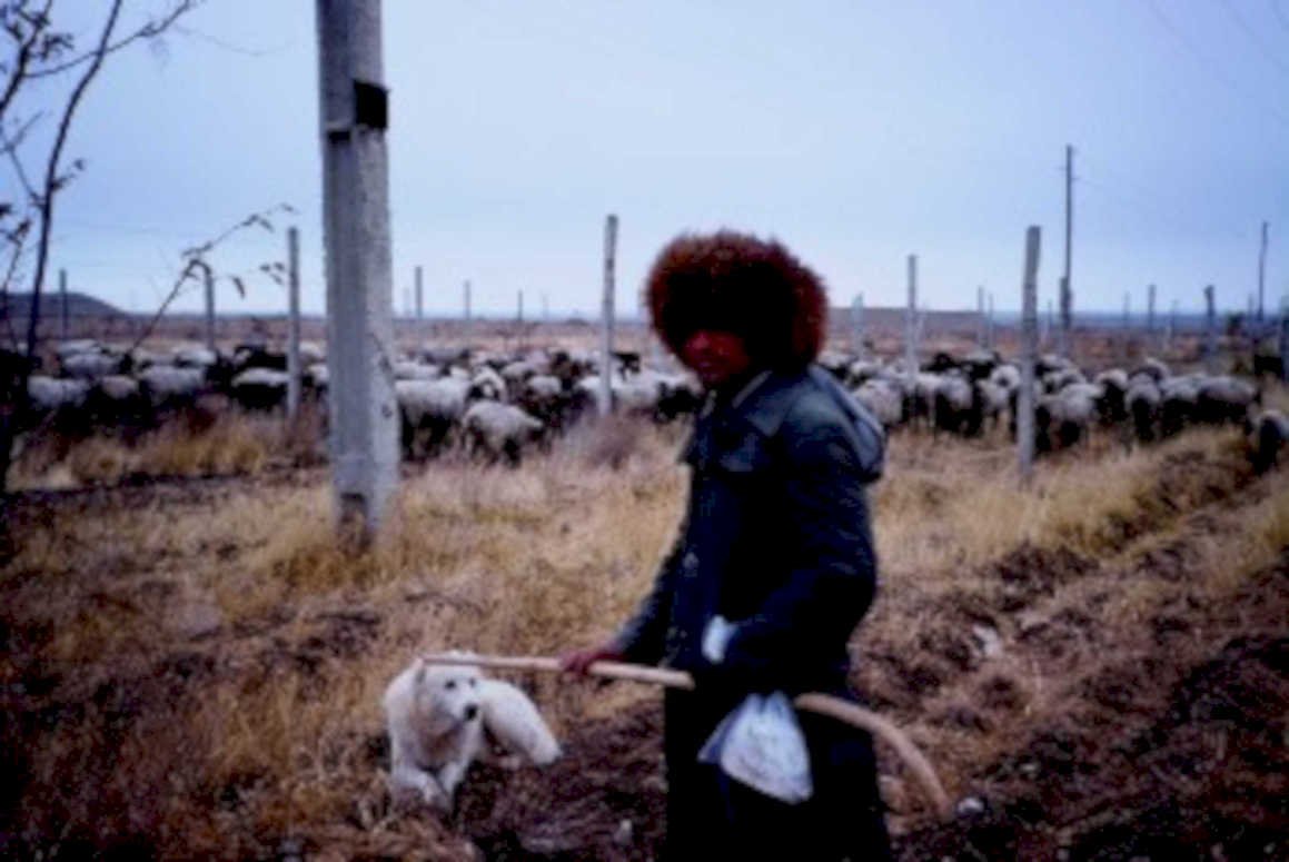 sheep herding winter1980s 1990s A4 Photo Print