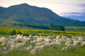 sheep hills mountains 1 1980s 1990s A4 Photo Print
