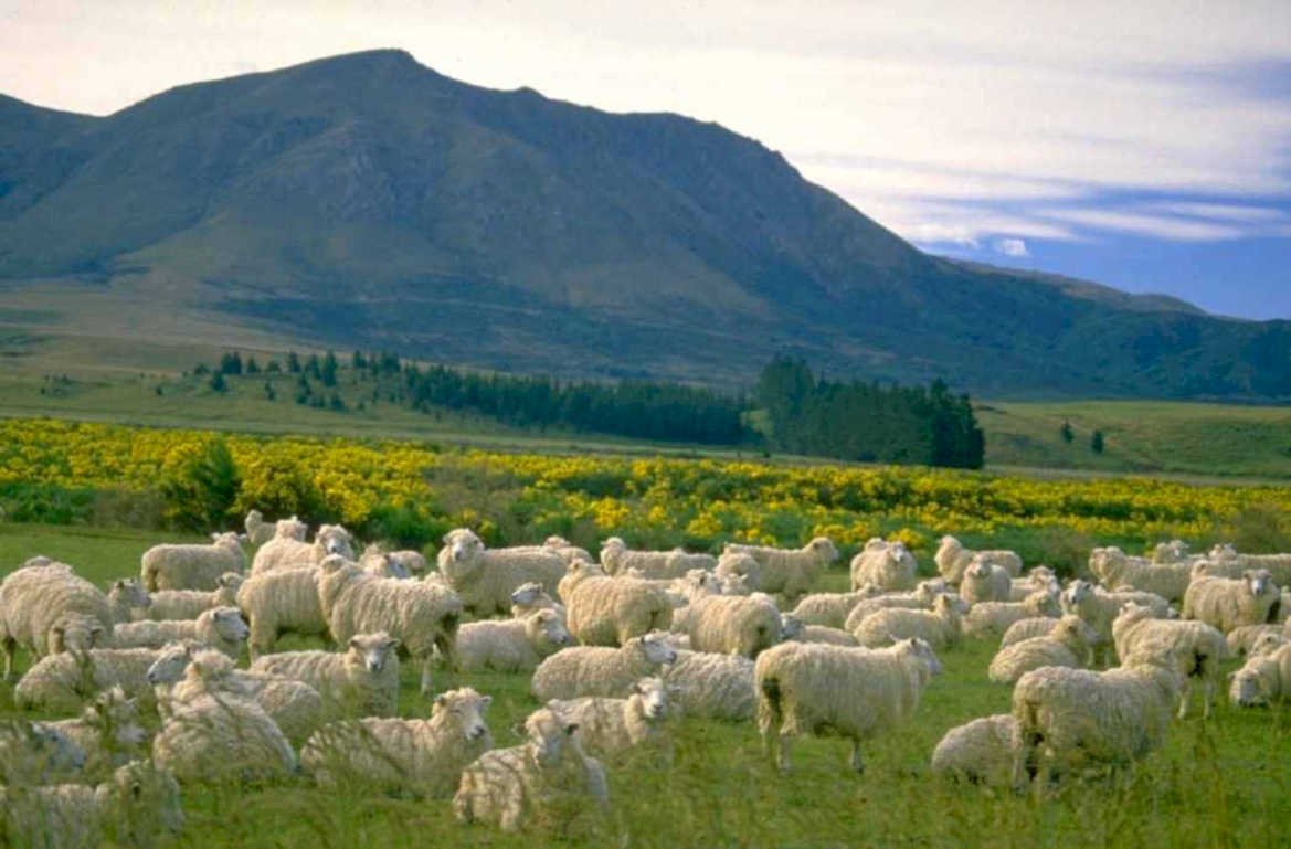 sheep hills mountains 1 1980s 1990s A4 Photo Print