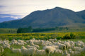 sheep hills mountains 2 1980s 1990s A4 Photo Print