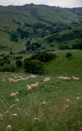 sheep hills nz 1980s 1990s A4 Photo Print