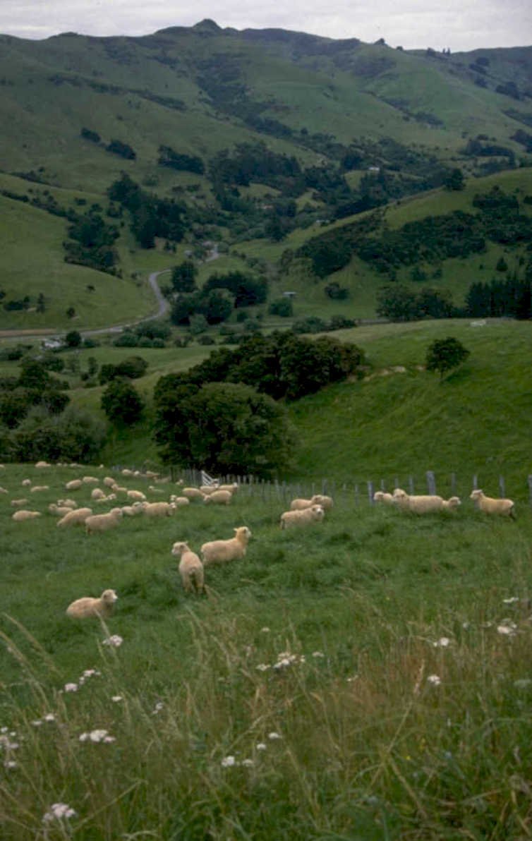 sheep hills nz 1980s 1990s A4 Photo Print