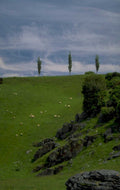 sheep hillside trees 1980s 1990s A4 Photo Print