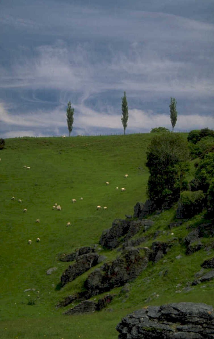 sheep hillside trees 1980s 1990s A4 Photo Print