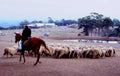sheep horse paddock1980s 1990s A4 Photo Print