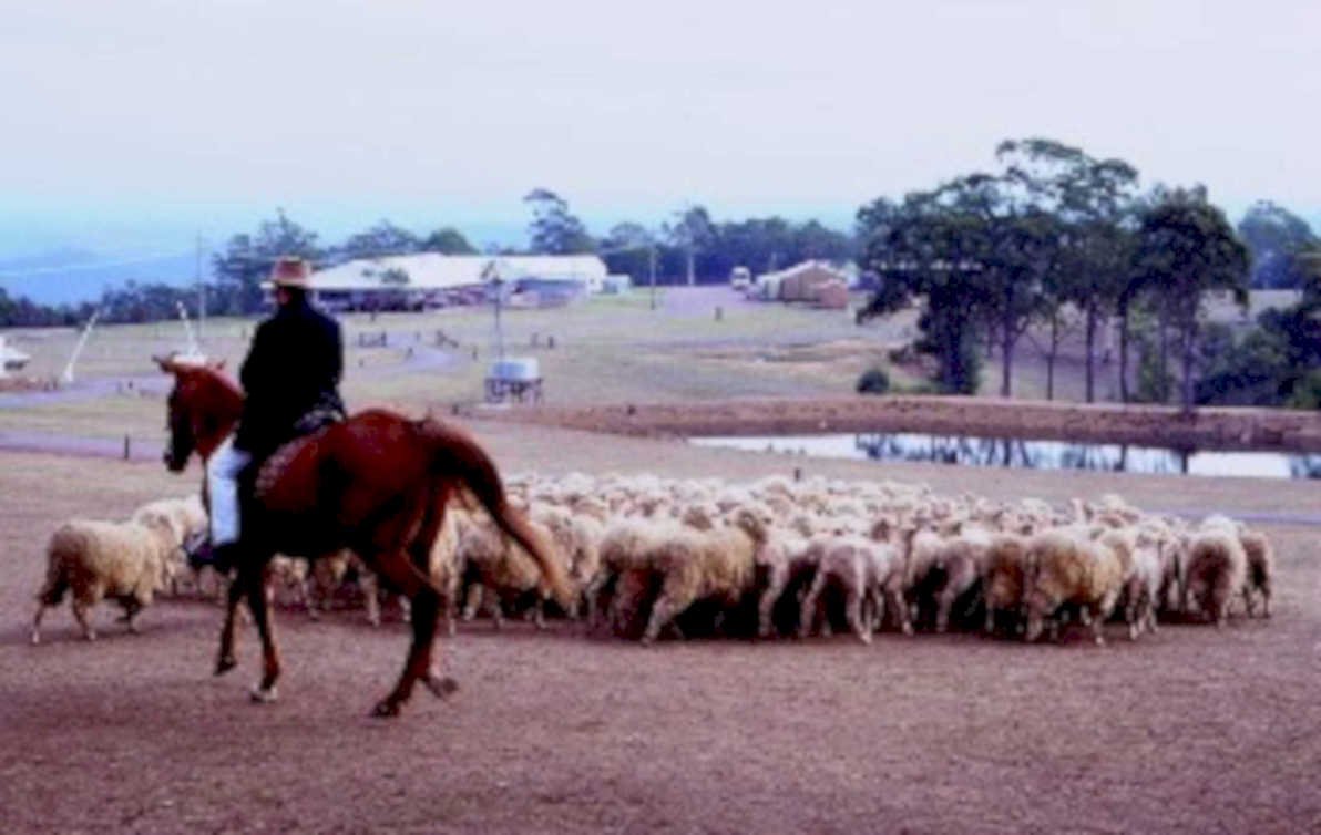 sheep horse paddock1980s 1990s A4 Photo Print