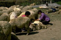 sheep milking children 1980s 1990s A4 Photo Print