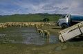 sheep paddock nz 1980s 1990s A4 Photo Print