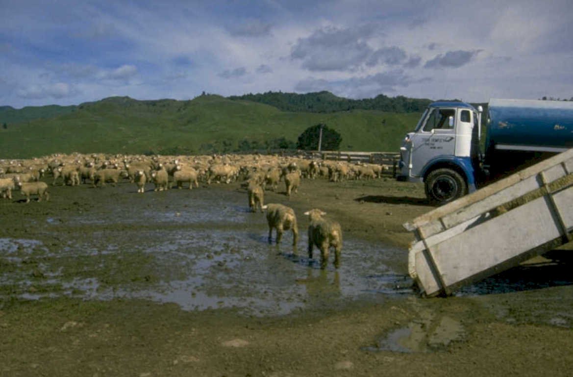 sheep paddock nz 1980s 1990s A4 Photo Print