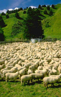 sheep pasture hills 1980s 1990s A4 Photo Print