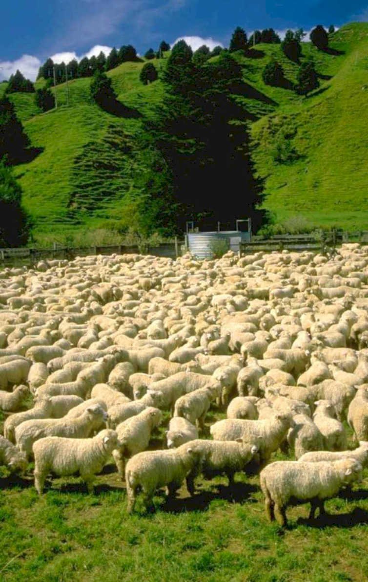 sheep pasture hills 1980s 1990s A4 Photo Print