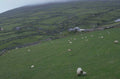 sheep pasture ireland 1980s 1990s A4 Photo Print
