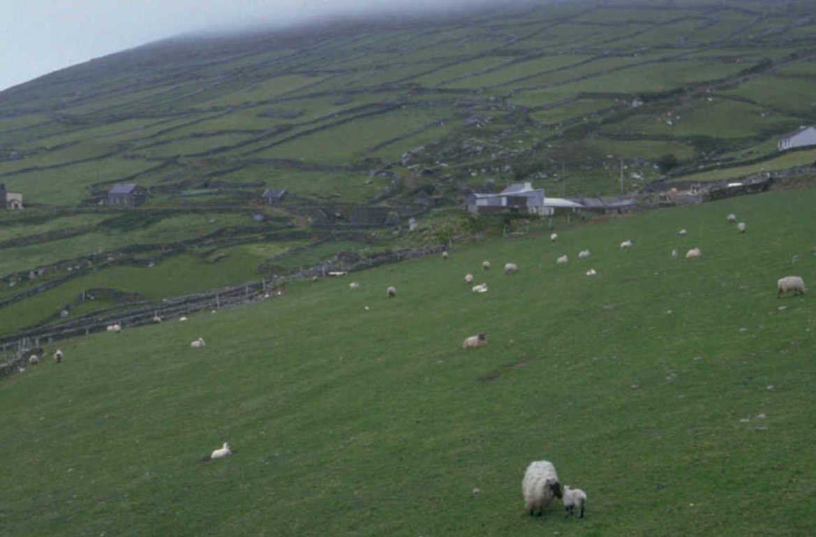 sheep pasture ireland 1980s 1990s A4 Photo Print