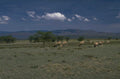 sheep pasture lake 1980s 1990s A4 Photo Print