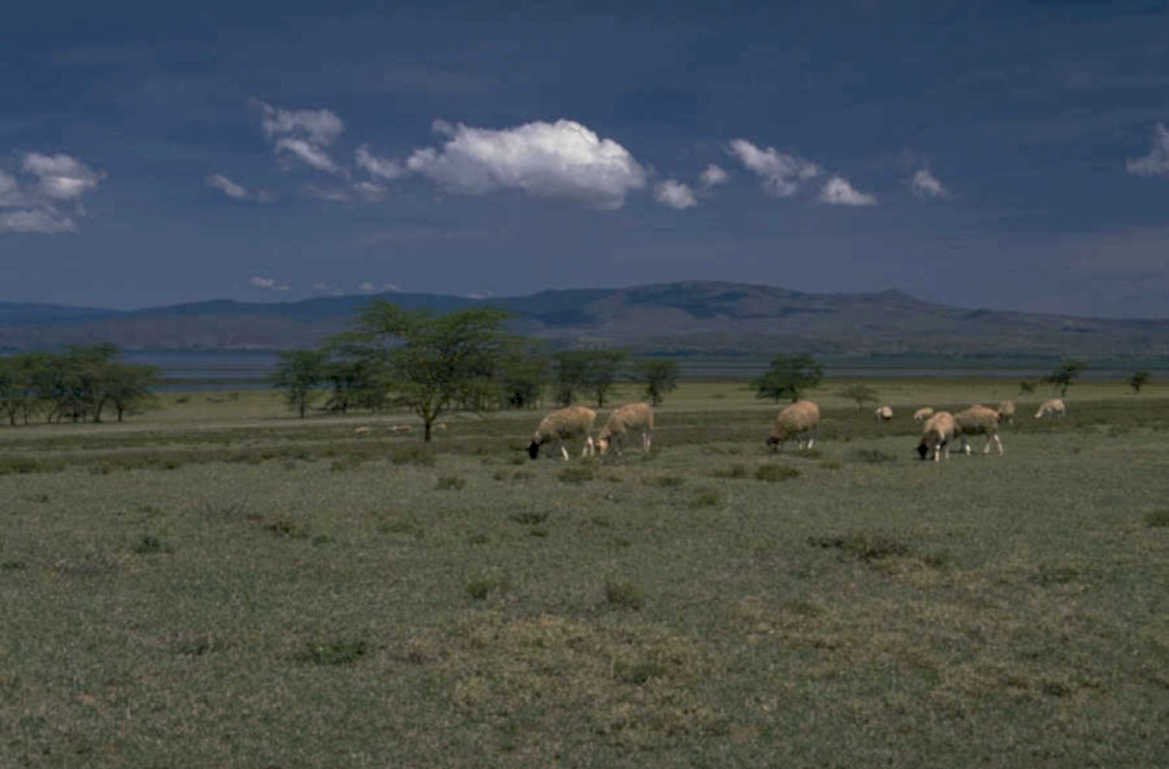 sheep pasture lake 1980s 1990s A4 Photo Print
