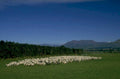 sheep pasture mountains 1980s 1990s A4 Photo Print