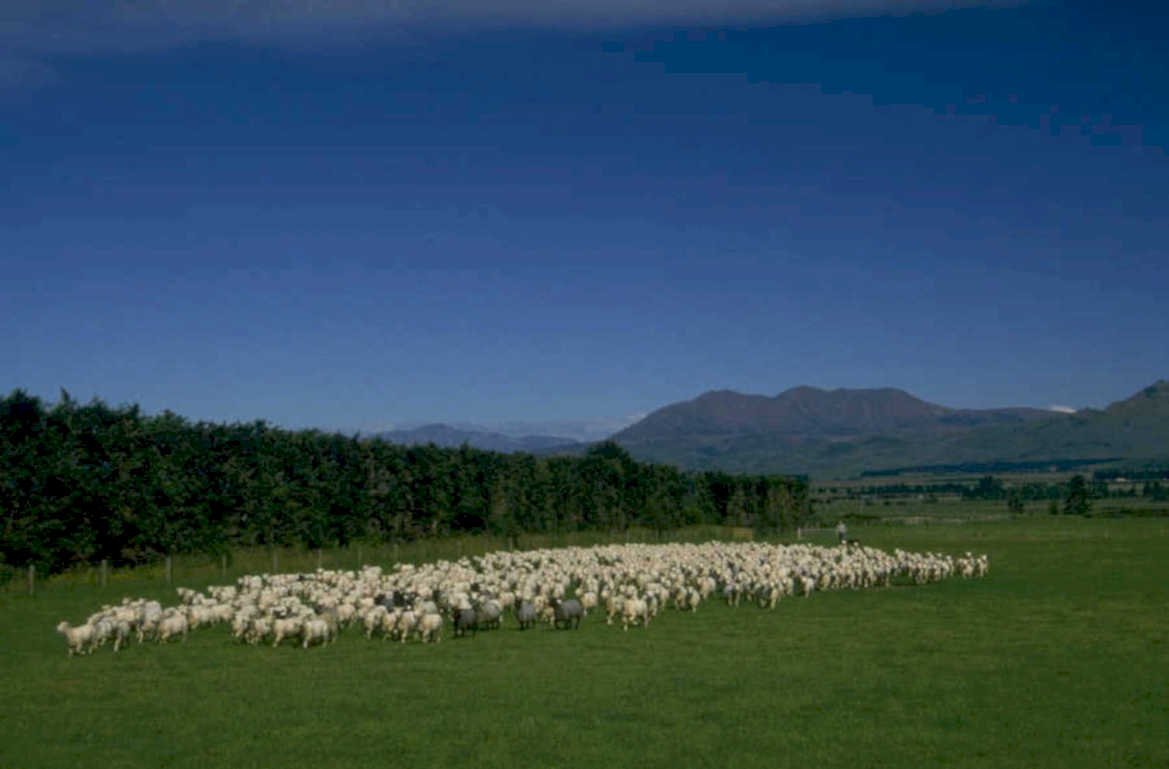 sheep pasture mountains 1980s 1990s A4 Photo Print