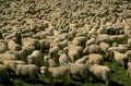 sheep pasture nz 1 1980s 1990s A4 Photo Print