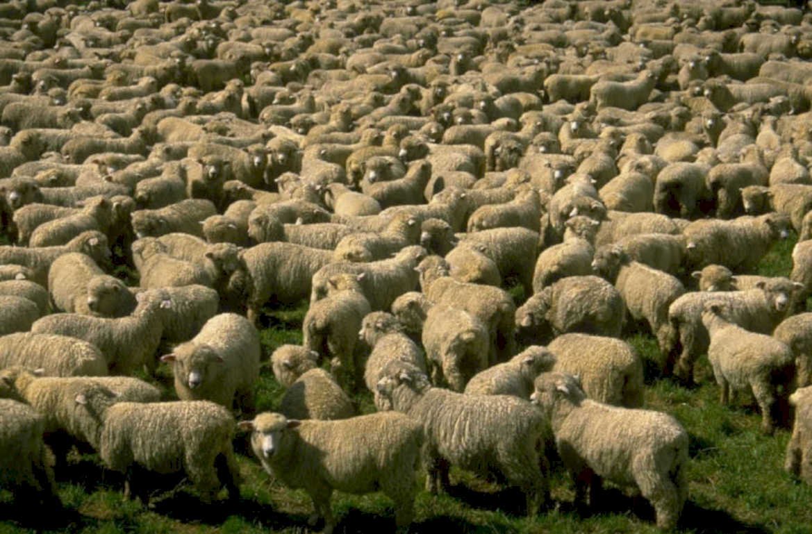 sheep pasture nz 1 1980s 1990s A4 Photo Print