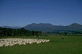 sheep pasture nz 2 1980s 1990s A4 Photo Print