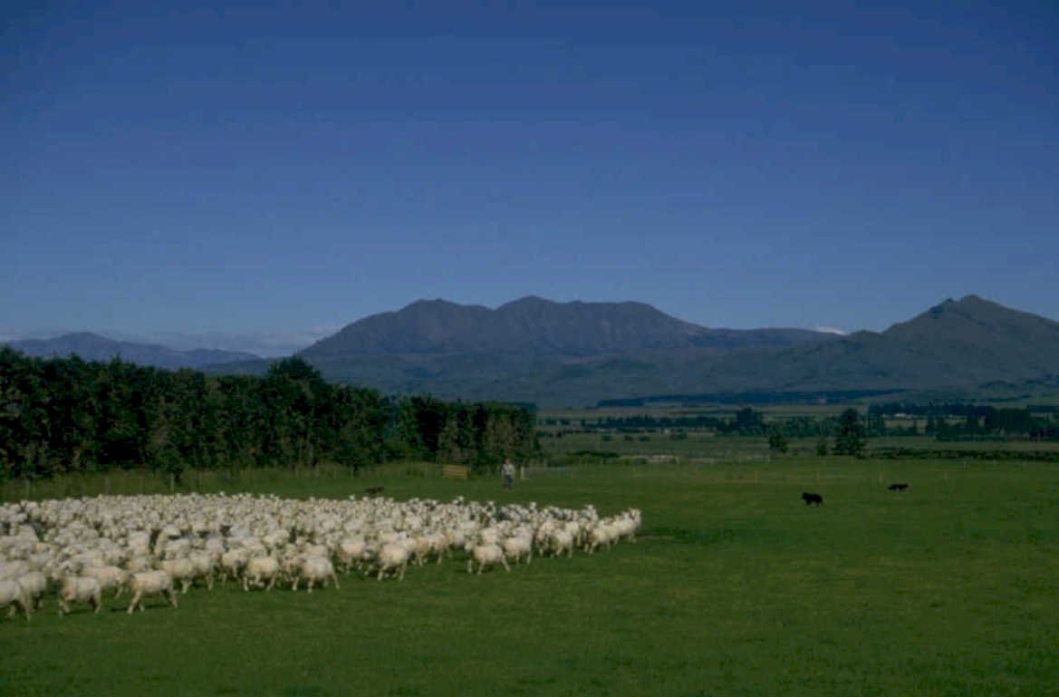 sheep pasture nz 2 1980s 1990s A4 Photo Print