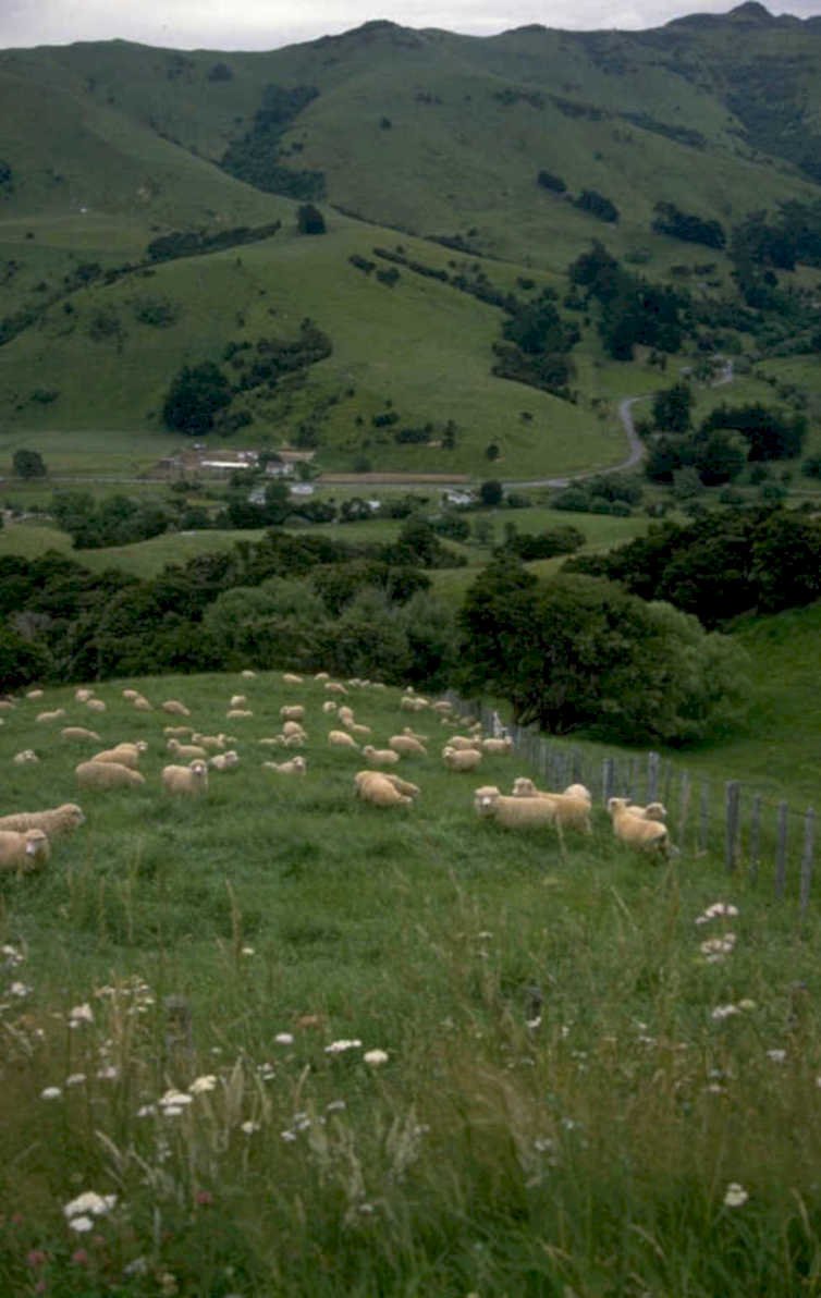 sheep pasture nz 3 1980s 1990s A4 Photo Print