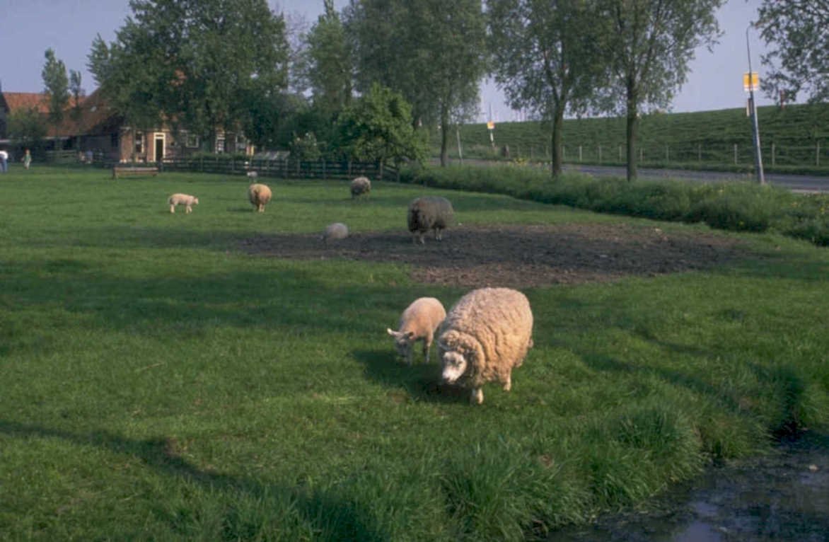 sheep pasture stream 1980s 1990s A4 Photo Print
