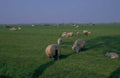 sheep polder landscape 1980s 1990s A4 Photo Print
