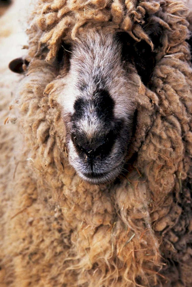 sheep portrait farm1980s 1990s A4 Photo Print