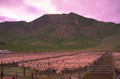 sheep ranch utah 1980s 1990s A4 Photo Print