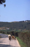 sheep road herding 1980s 1990s A4 Photo Print