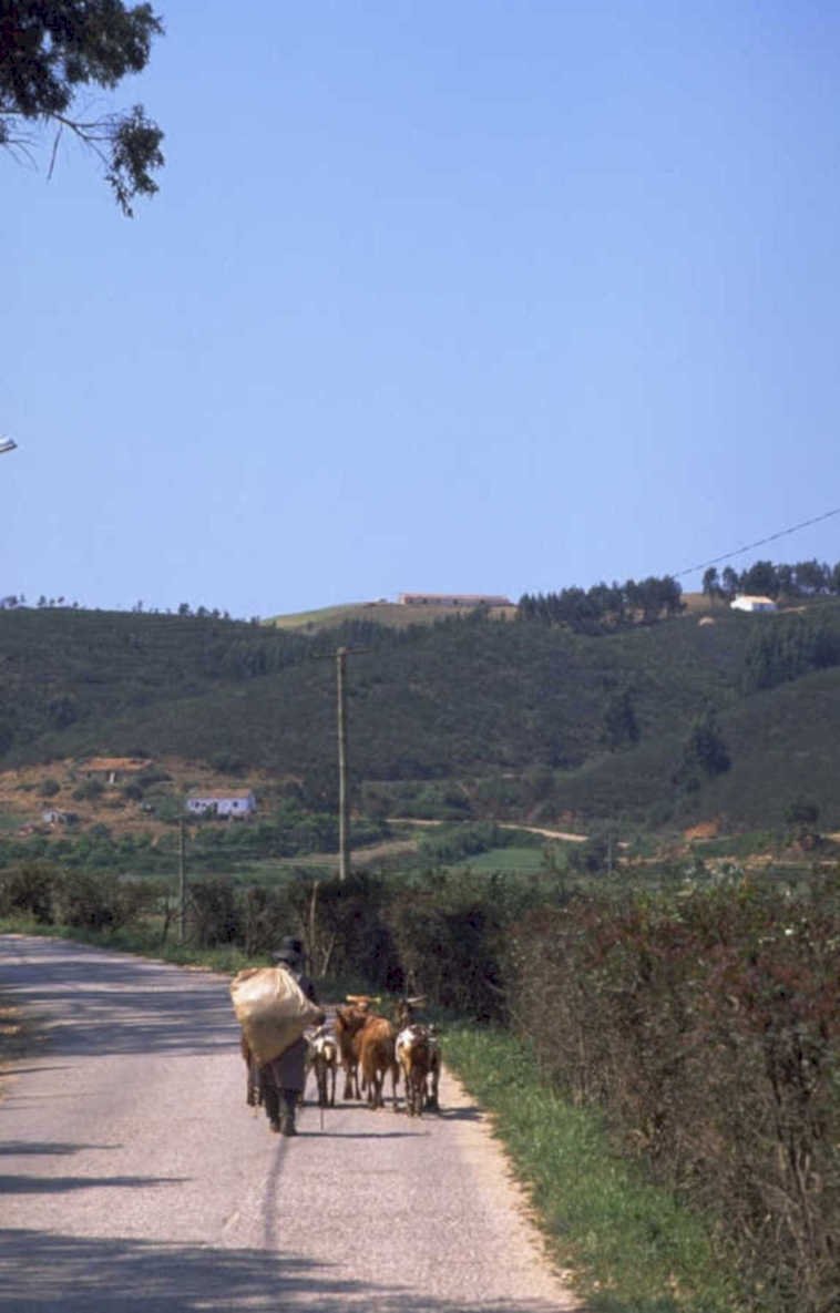 sheep road herding 1980s 1990s A4 Photo Print