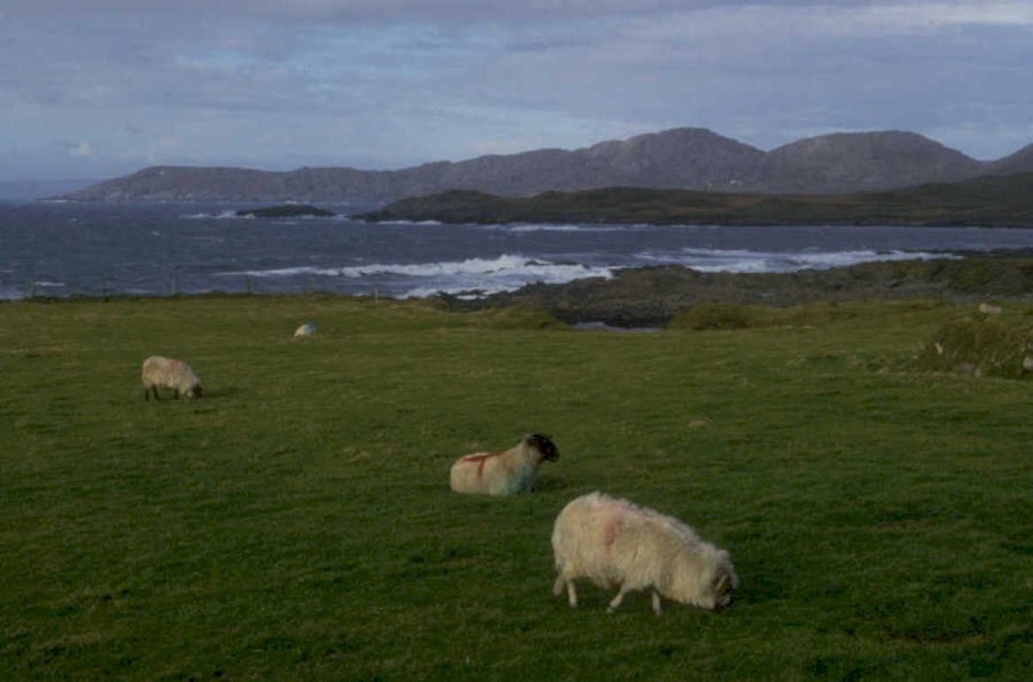 sheep skye coast 1980s 1990s A4 Photo Print