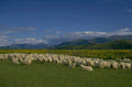 sheep sunflowers mountains 1980s 1990s A4 Photo Print