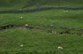sheep valley scotland 1980s 1990s A4 Photo Print