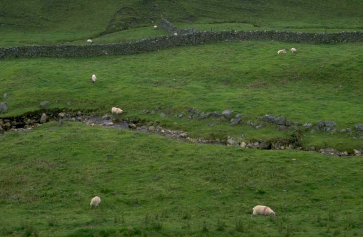 sheep valley scotland 1980s 1990s A4 Photo Print