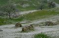 sheep wildflowers valley 1980s 1990s A4 Photo Print