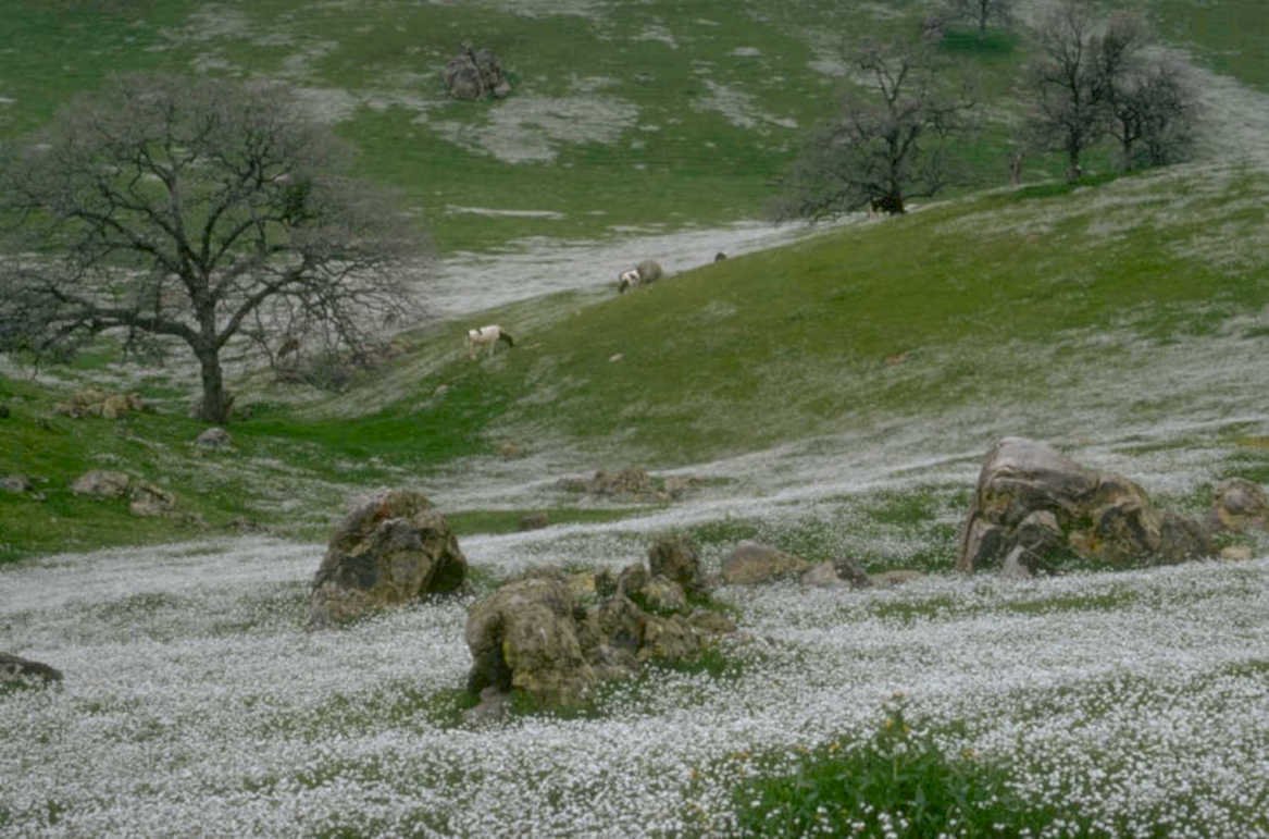 sheep wildflowers valley 1980s 1990s A4 Photo Print