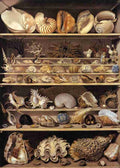 shells 5 Art A4 Photo Print