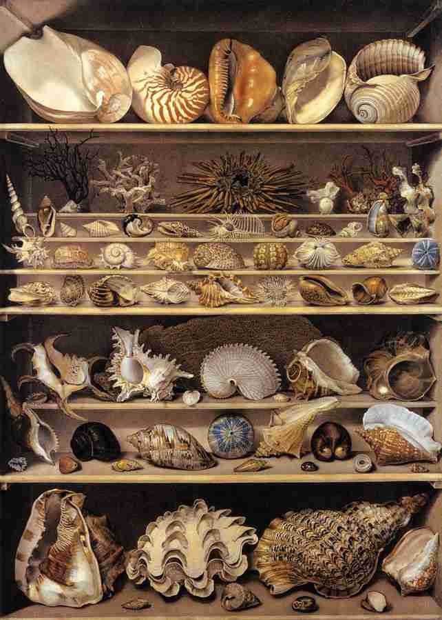 shells 5 Art A4 Photo Print