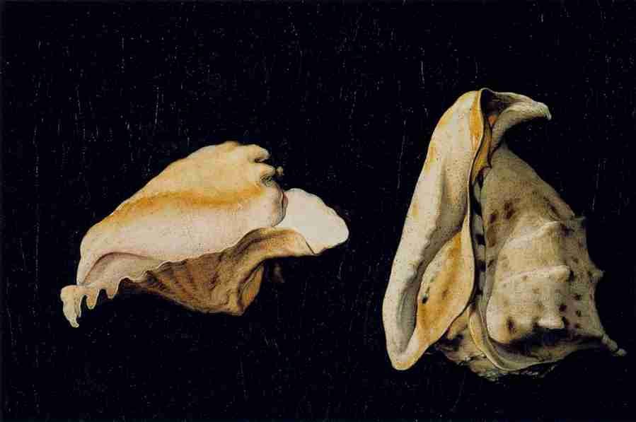shells Art A4 Photo Print