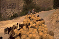 shepherds sheep morocco 1980s 1990s A4 Photo Print