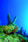 ship algae fan1980s 1990s A4 Photo Print