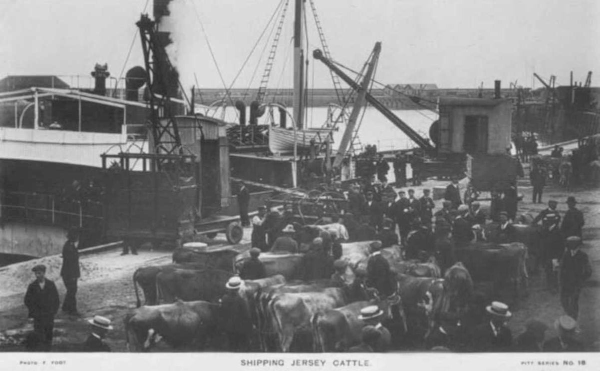 shipping cattle pittVintage 1880s 1900s A4 Photo Print
